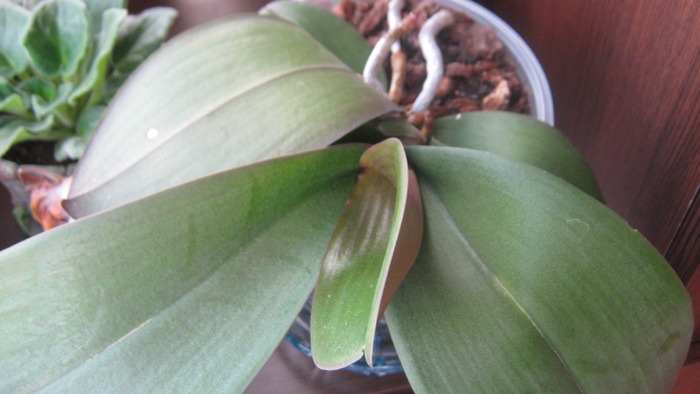 orhidee mov - flori 2010