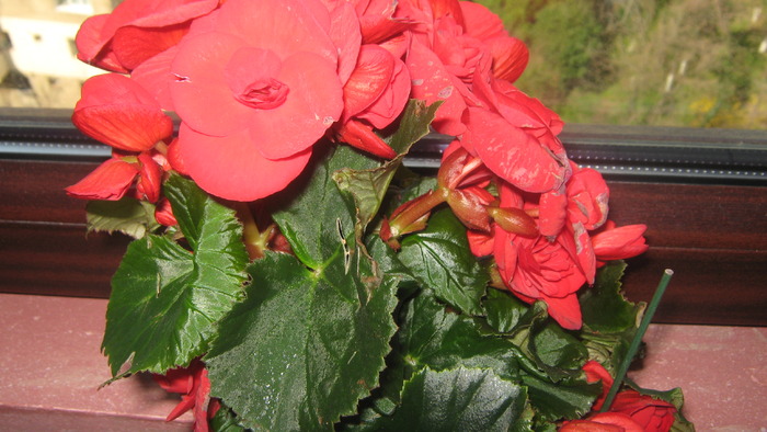 begonia cumparata - flori 2010