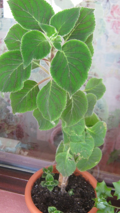 kohleria