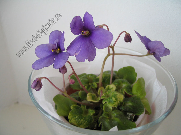 Saintpaulia Ramblin Lassie 6 - VIOLETE AFRICANE  - Saintpaulia