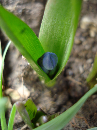 Scilla siberica (2010, March 29) - SCILLA Siberica_Siberian Squill