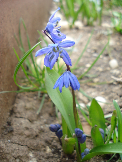 Scilla siberica (2010, April 03) - SCILLA Siberica_Siberian Squill