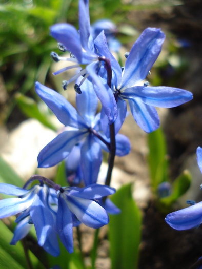 Siberian Squill (2010, April 08) - SCILLA Siberica_Siberian Squill