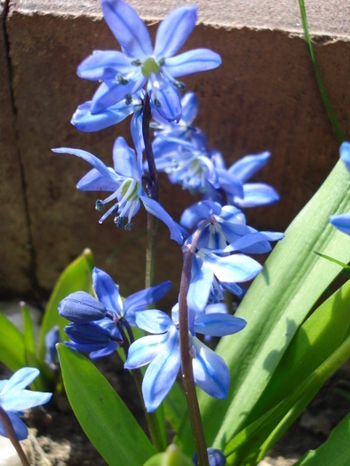 Siberian Squill (2010, April 08) - SCILLA Siberica_Siberian Squill