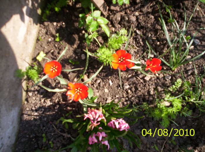 Tulipa Wilsoniana; micutele de ele stralucesc in frumusete
