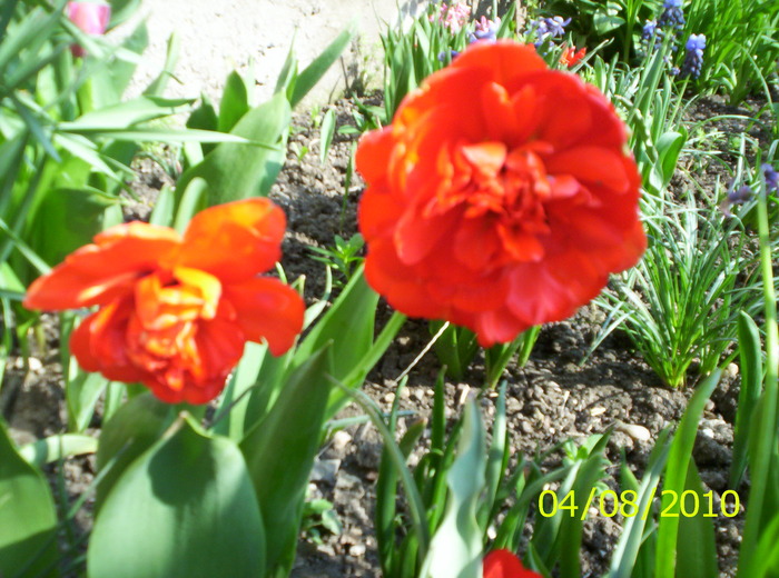 Tulipa Miranda; isi arcuiesc tulpinele sub greutatea florii bogate
