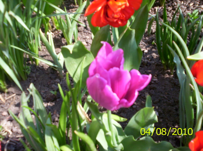 Tulipa Bleu; aici se vede dif de culoare
