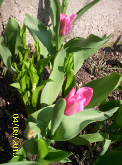 Tulipa  Mistress; nici n-am stiut ca sunt asemanatoare si totusi diferite...
