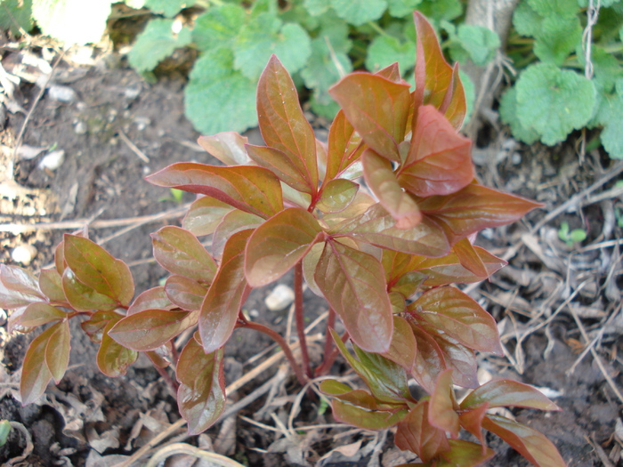 Peony. Bujor (2010, April 08) - BUJORI_Peony Paeonia