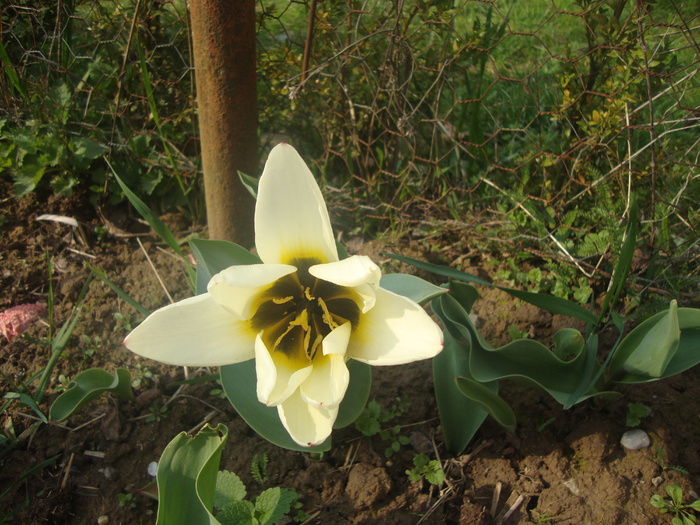 lalea alba - FLORI GRADINA