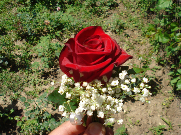 floare piept nas sau mire trandafir rosu - flori mire nasi buchete de mireasa nasa si aranjamente Cristelnita Botez