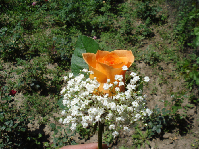 floare piept trandafir portocaliu