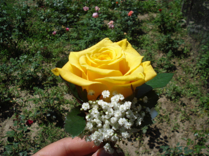 floare piept trandafir galben