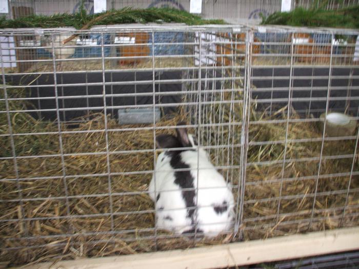 ELLHIECOKVZIDNUSYWU - expo baia mare 2009