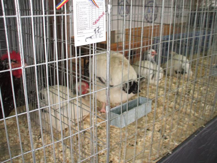 NTSMLPPHBNEEOIZXRAB - expo baia mare 2009