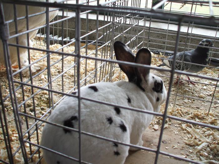 TXJMNHXSFVFQKVKTZCK - expo baia mare 2009