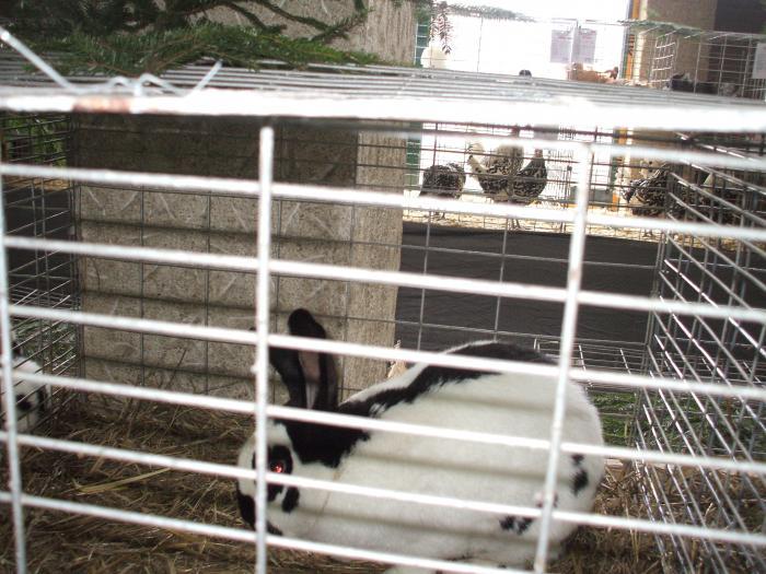 UHUKOGRAAMQUPSWKMZY - expo baia mare 2009