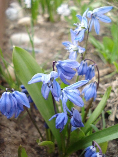 Siberian Squill (2010, April 08) - SCILLA Siberica_Siberian Squill