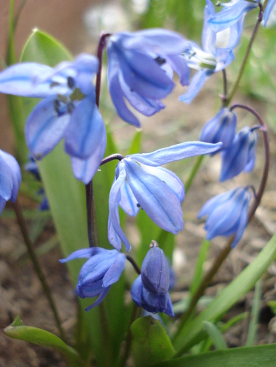 Scilla siberica (2010, April 08) - SCILLA Siberica_Siberian Squill