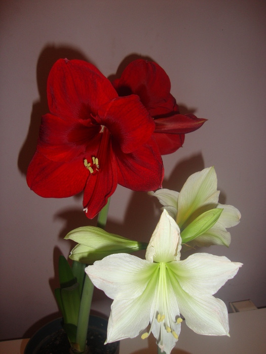 DSC05871 - HIPEASTRUM-amaryllis