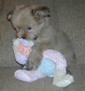 puppy-holding-stuffed-animal-772402 - Toate pozele mele din calc