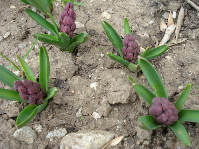 Hyacinths_Zambile (2010, April 05)