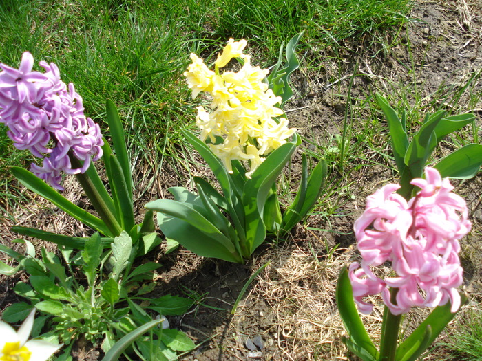 Hyacinths Trio (2010, April 07)