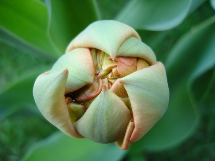 Tulip bud_Lalea (2010, April 08)