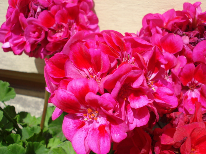 Zonal Geranium_Muscata (2009, June 29); Linz, Austria.
