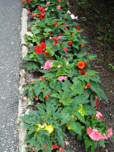Begonias (2009, June 29); Salzburg, Austria.
