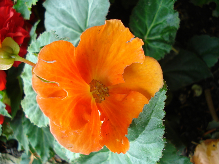 Orange Begonia (2009, June 29); Salzburg, Austria.
