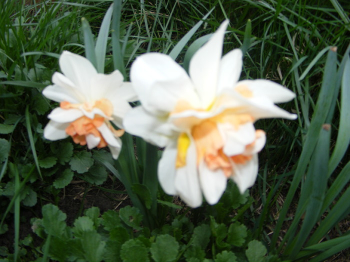 Narcise - flori si animale 2010