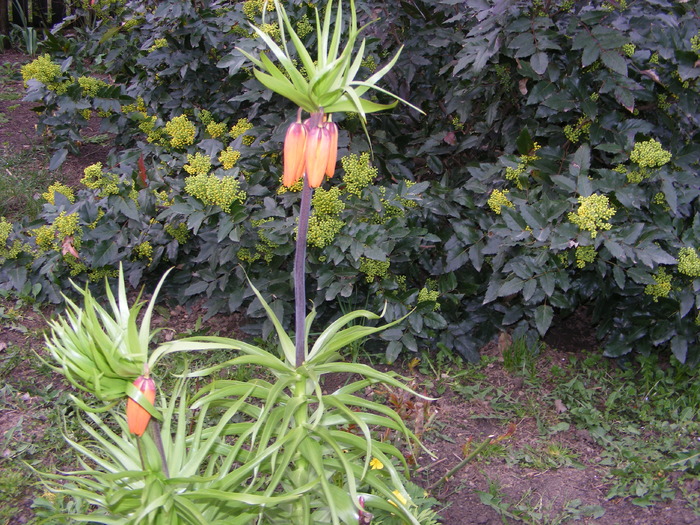 fritillaria - flori si animale 2010