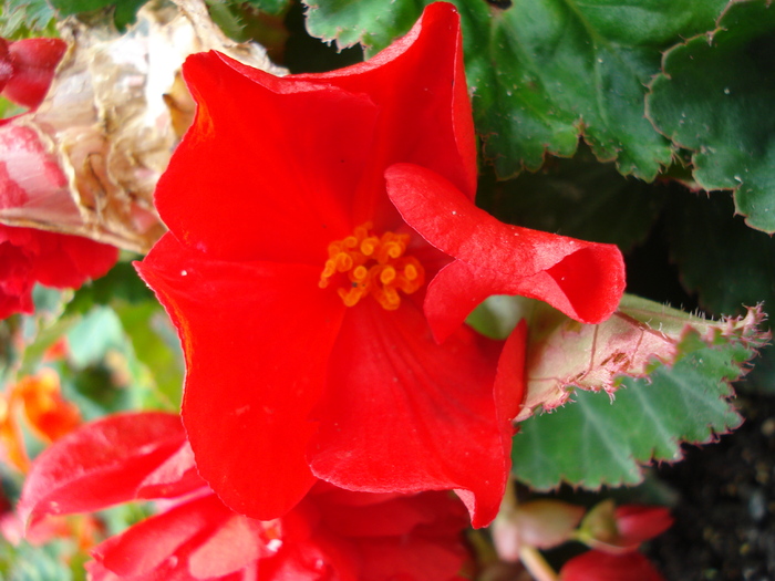 Red Begonia (2009, June 29); Salzburg, Austria.
