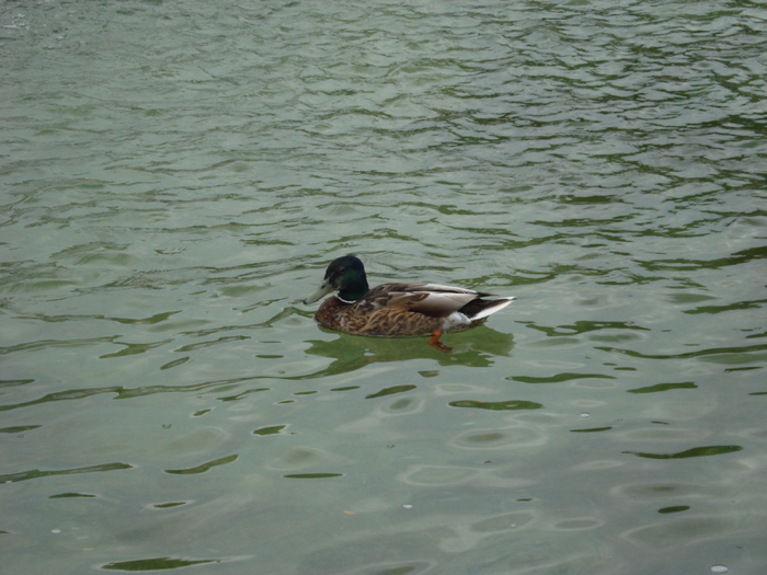 Mallard Duck (2009, June 29); Salzburg, Austria.
