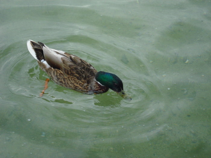 Mallard Duck (2009, June 29); Salzburg, Austria.

