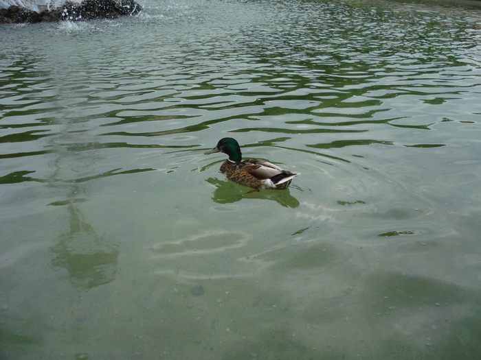 Mallard Duck (2009, June 29); Salzburg, Austria.
