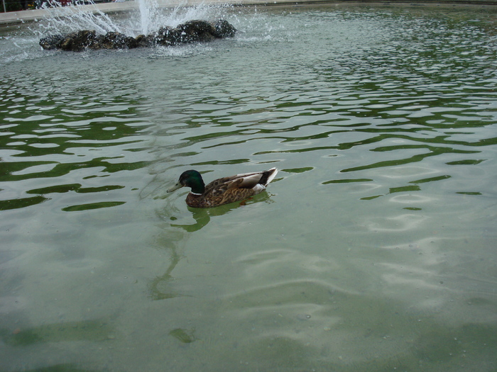 Mallard Duck (2009, June 29); Salzburg, Austria.
