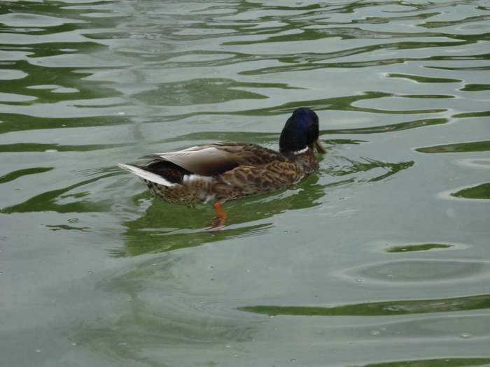 Mallard Duck (2009, June 29); Salzburg, Austria.
