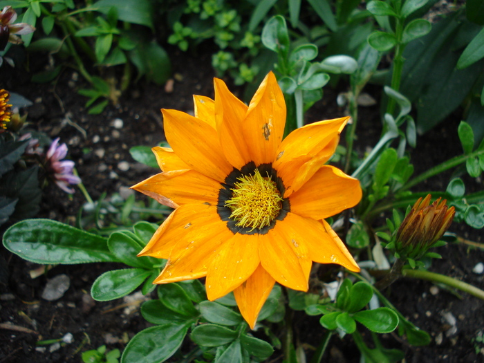 Gazania_Treasure Flower (2009, June 29); Salzburg, Austria.
