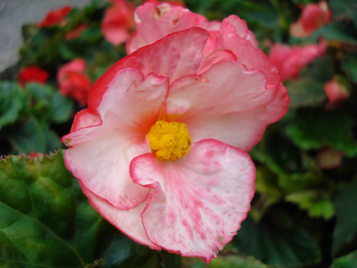 Begonia (2009, June 29); Salzburg, Austria.
