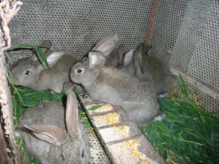 P1050645 - Pui de iepuri belgieni de vanzare 60 ron