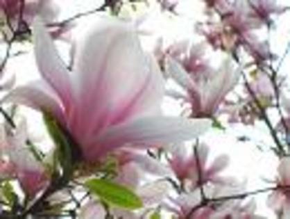 MAGNOLIE; imi doresc enorm!
