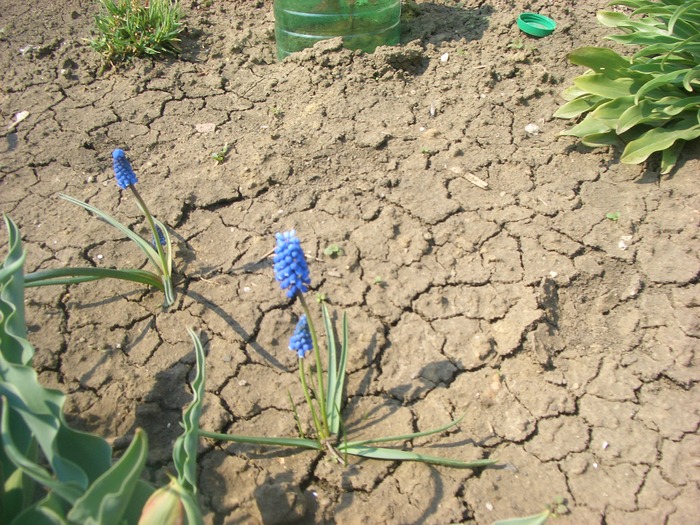 muscari - primavara 2010