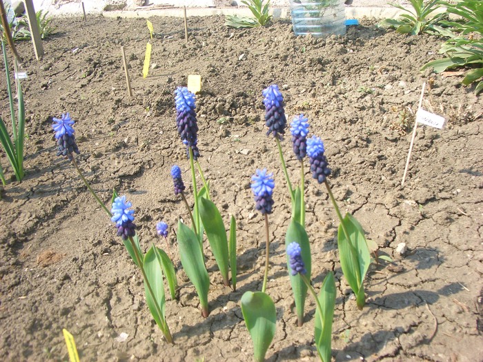 muscari latifolium