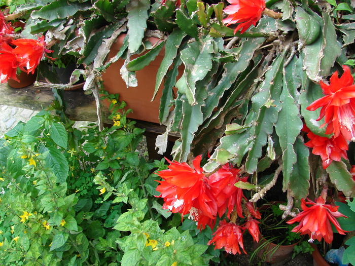 Red Epiphyllum (2009, June 30); Salzburg, Austria.
 Red Epiphyllum (2009, June 30); Salzburg, Austria.