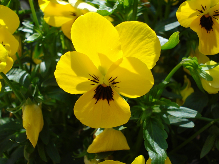 Yellow Pansy (2009, June 30); Salzburg, Austria.
 Yellow Pansy (2009, June 30); Salzburg, Austria.
