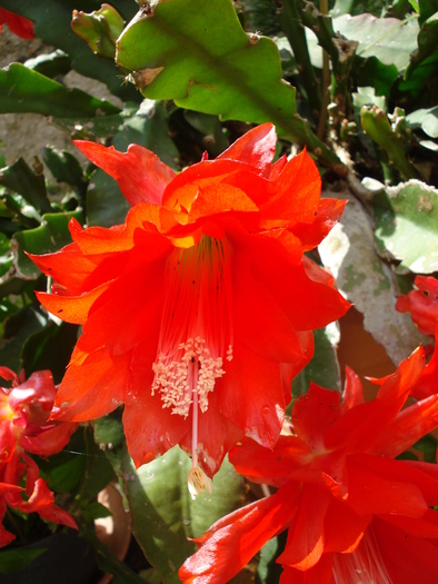Red Epiphyllum (2009, June 30); Salzburg.
 Red Epiphyllum (2009, June 30); Salzburg.