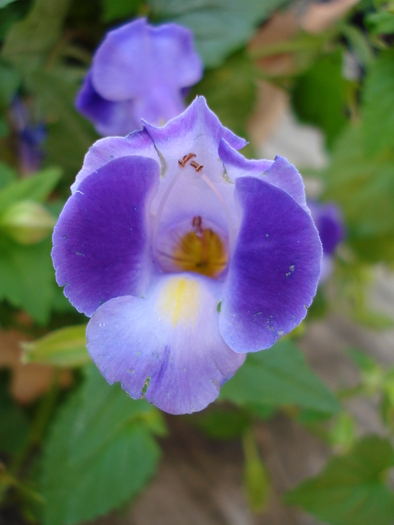 Torenia fournieri (2009, June 30); Salzburg.
