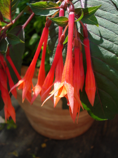 Fuchsia (2009, June 30); Salzburg.
